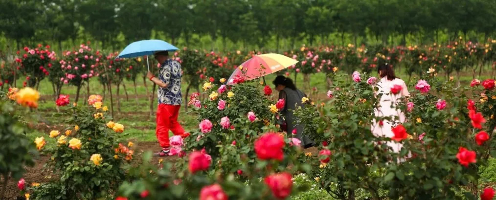 古城祥和庄园,祥和庄园治愈系风景