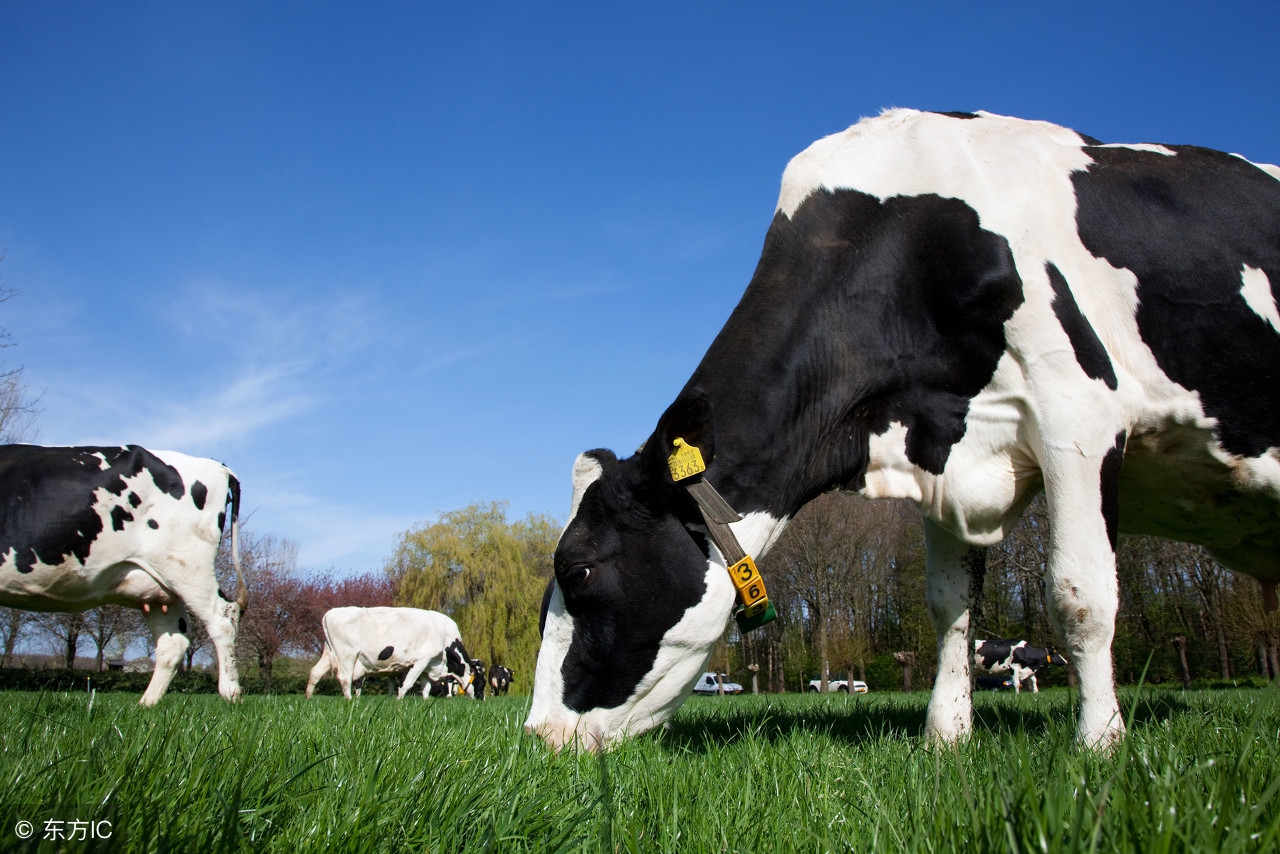 周公解梦梦到地狱之犬,周公解梦一群小猫小狗