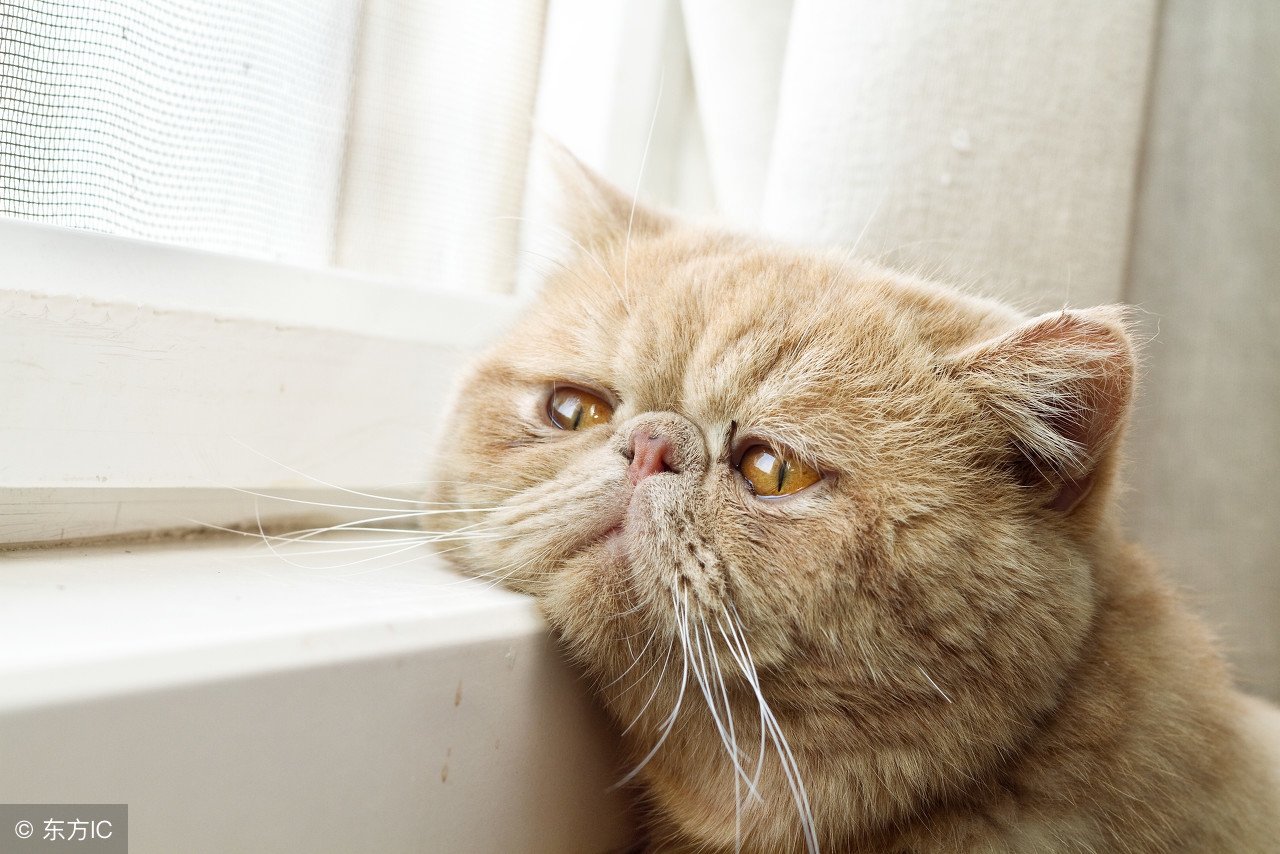 周公解梦梦到地狱之犬,周公解梦一群小猫小狗