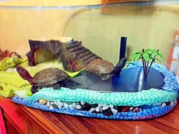 「龟友记录」萌妹子养龟全纪录（第一部）