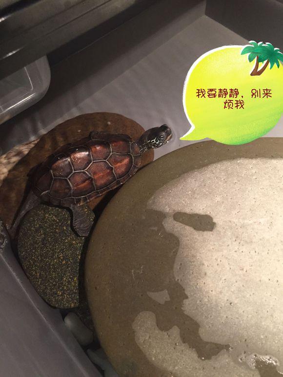 「龟友记录」萌妹子养龟全纪录（第一部）