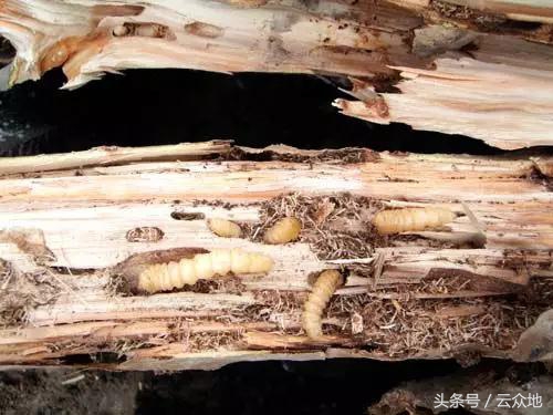 柑橘树食根虫防治,柑橘天牛钻心虫最佳防治方法