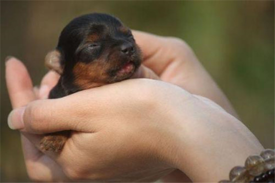 你想养一只柴犬吗,便宜好养的茶杯犬不过100元