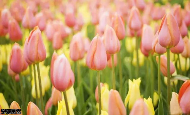 教师节给老师做一朵鲜花,教师节适合送老师什么花及花语