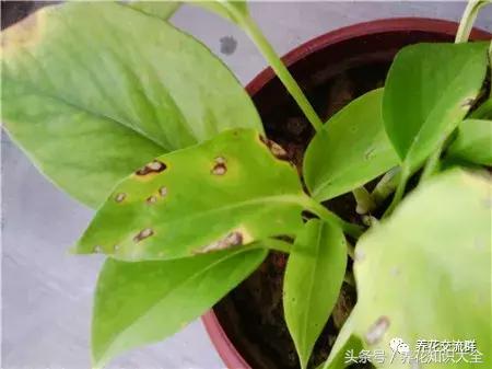 水培绿萝怎么养护长得才茂盛,刚种植的大盆绿萝柱怎么养护