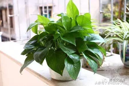 水培绿萝怎么养护长得才茂盛,刚种植的大盆绿萝柱怎么养护