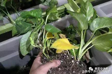 水培绿萝怎么养护长得才茂盛,刚种植的大盆绿萝柱怎么养护