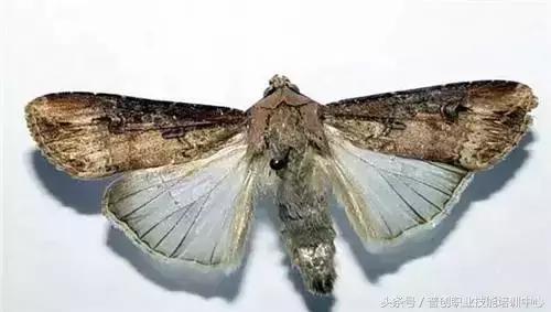 地老虎生长过程,如何杀死地老虎