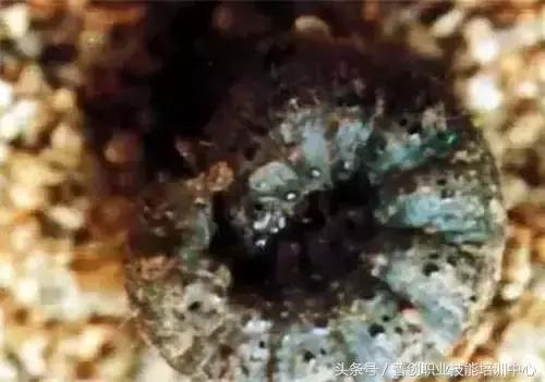 地老虎生长过程,如何杀死地老虎