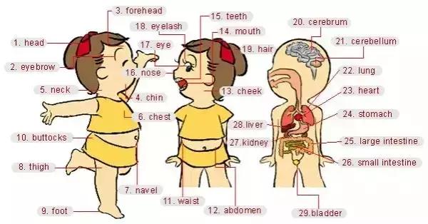 高中必备英语词汇图片,34张图记住单词
