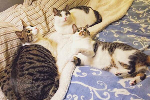 中华田园猫真的不如宠物猫吗,中华田园猫也可以当橘猫