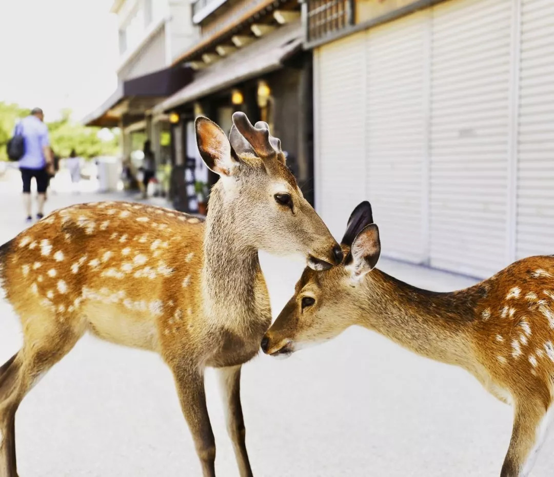日本濑户内海旅游,日本濑户内海旅行