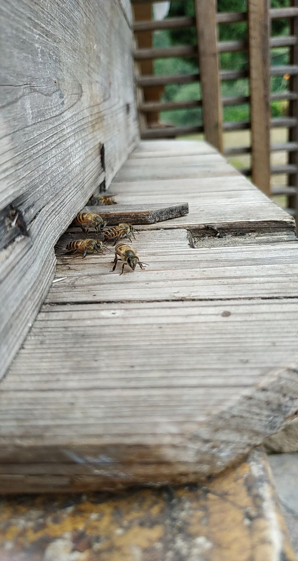 箱外观察中蜂正常现象,箱外观察技术视频