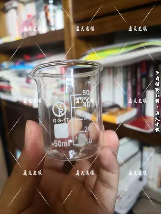 多肉播种洗种子全过程：是时候展现真正的技术了！