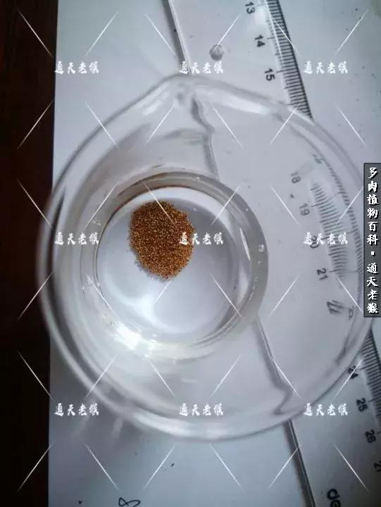 多肉播种洗种子全过程：是时候展现真正的技术了！