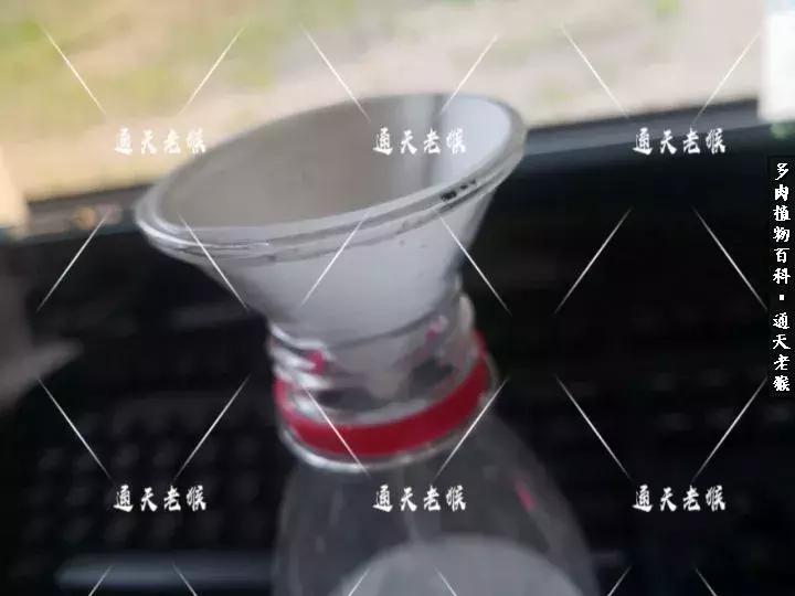 多肉播种洗种子全过程：是时候展现真正的技术了！