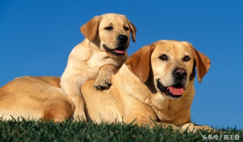 世界名犬前十名,世界名犬排名前十名图片