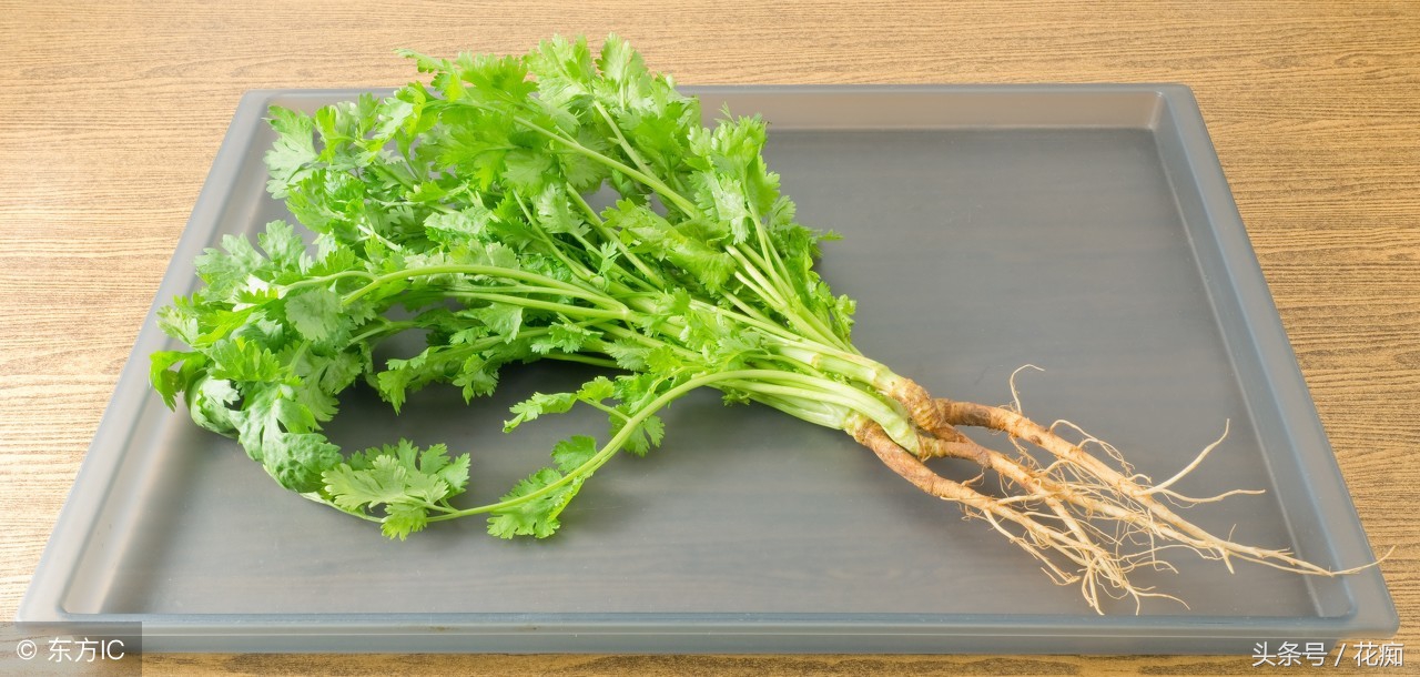 30块一斤的香菜，现在种正合适，一冬天吃不完，还长得大如芹菜！