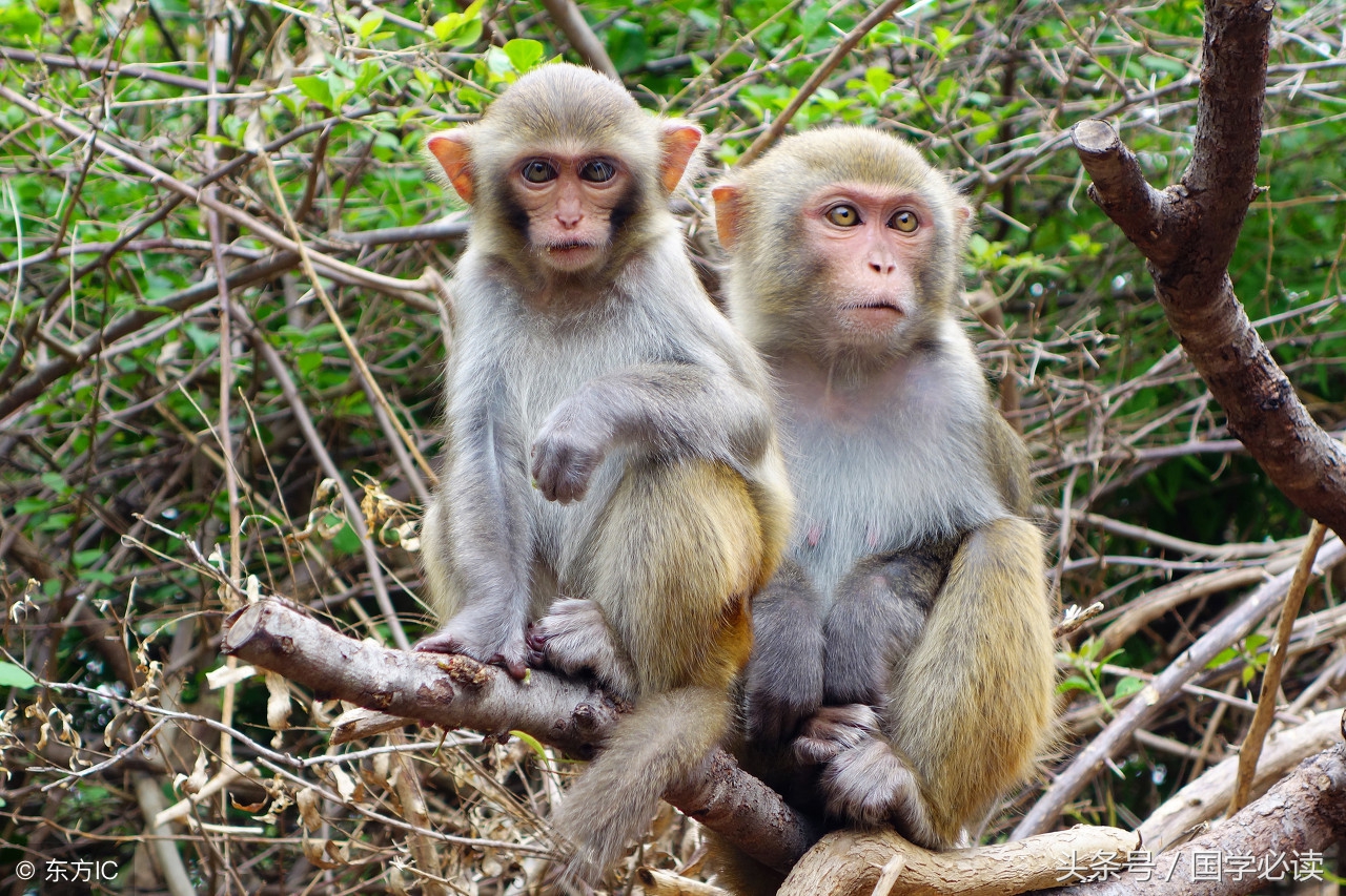 妙趣横生的十二生肖歇后语,十二生肖歇后语大全二年级