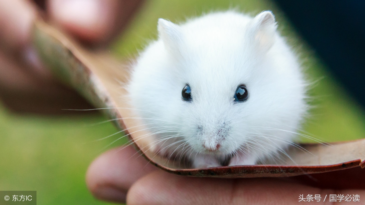 妙趣横生的十二生肖歇后语,十二生肖歇后语大全二年级