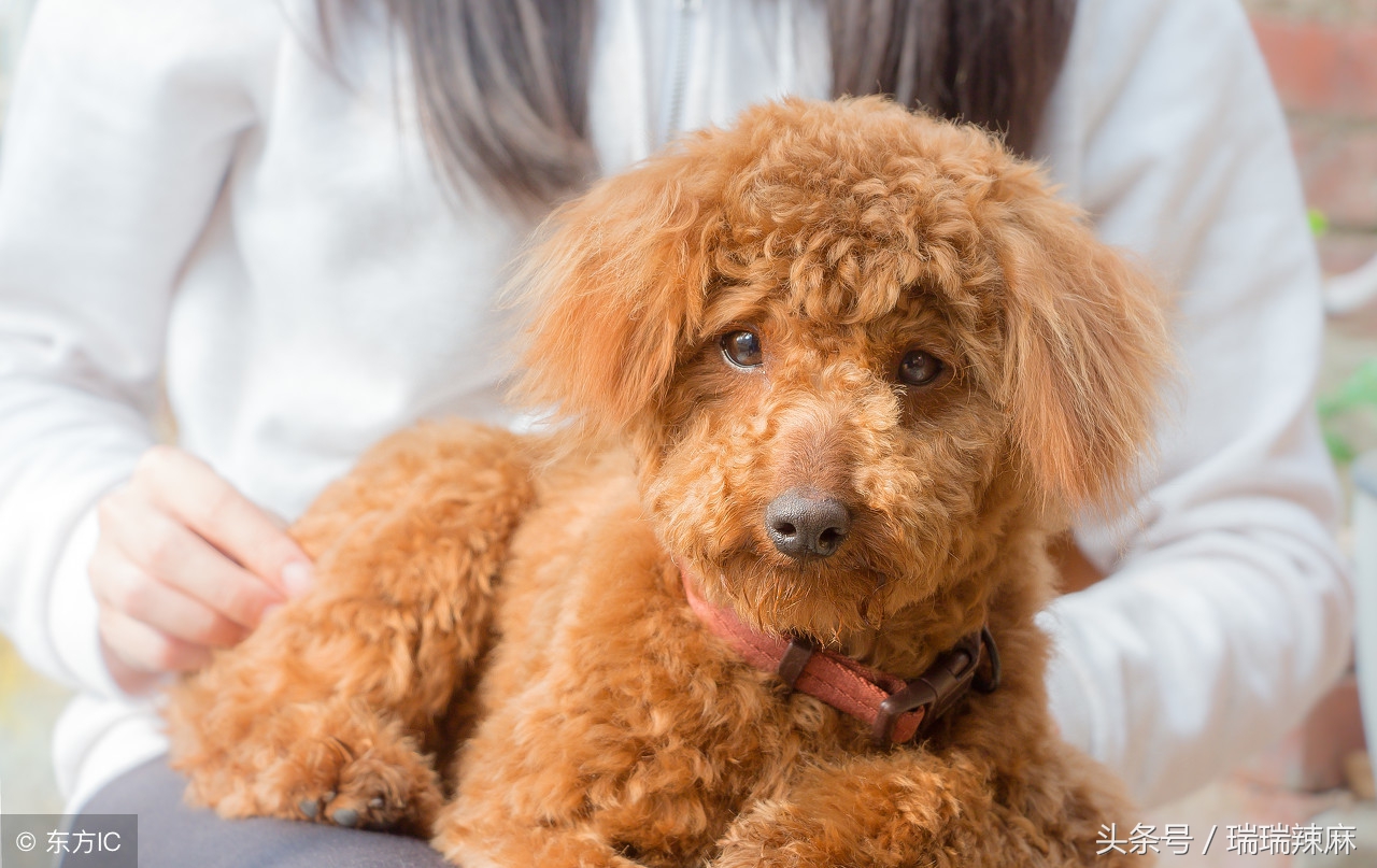 泰迪狗皮肤病的症状及治疗方法,泰迪狗得皮肤病治疗多少钱