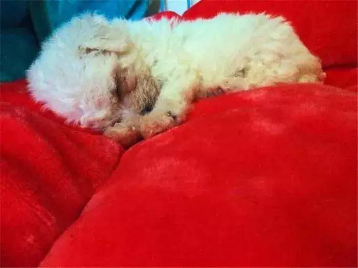 比熊经常拉肚子，铲屎官观察5点症状，发现感染寄生虫！