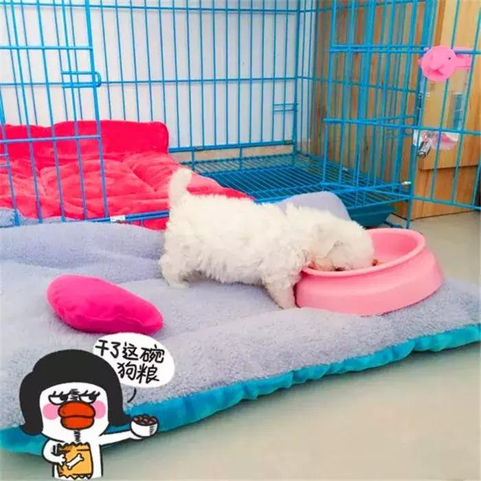 比熊经常拉肚子，铲屎官观察5点症状，发现感染寄生虫！