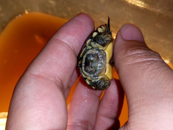 龟不用加热棒怎么给龟加温,龟治病加热棒推荐