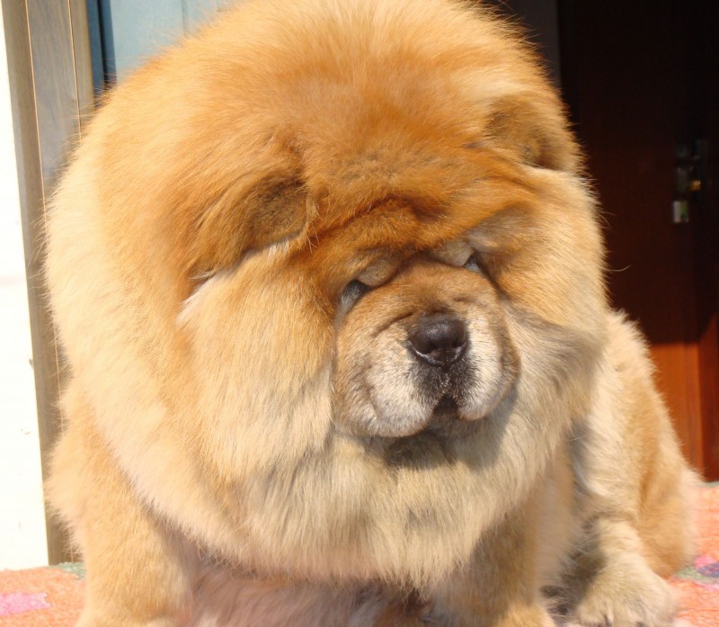 狗的种类大全,狗的种类大概介绍