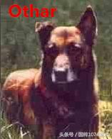 「可能是史上最清晰科普文章」系列之马犬起源和马犬的傲慢与偏见