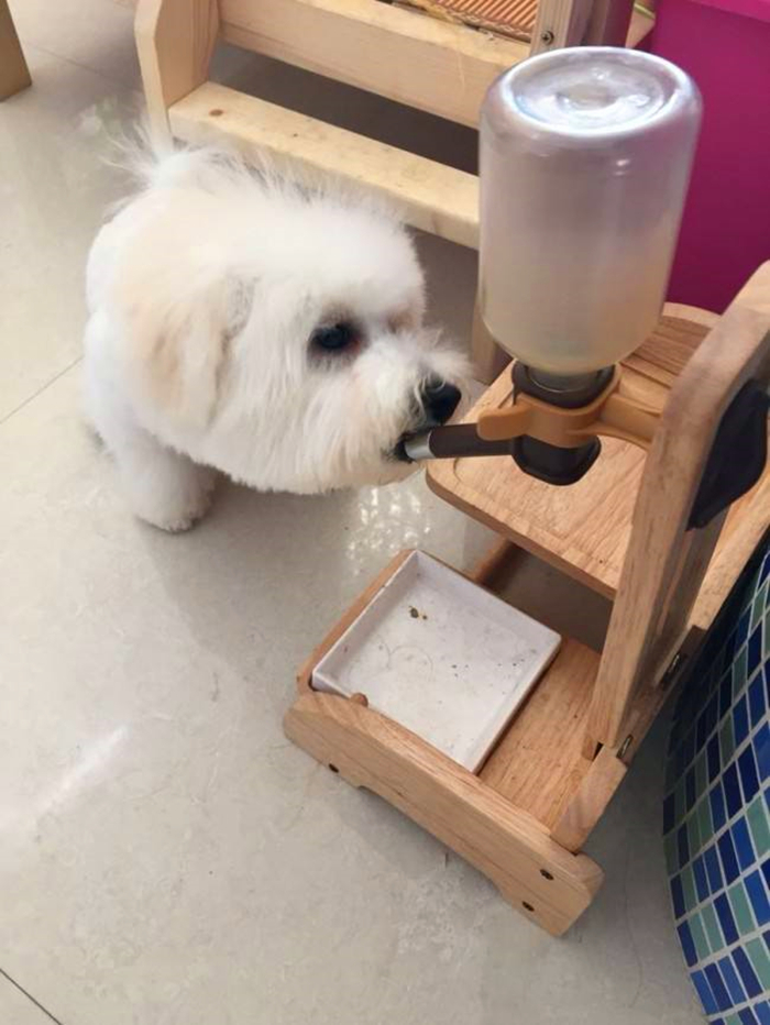 比熊幼犬感染寄生虫的五个症状,狗狗拉稀老不好,多半是这种虫!