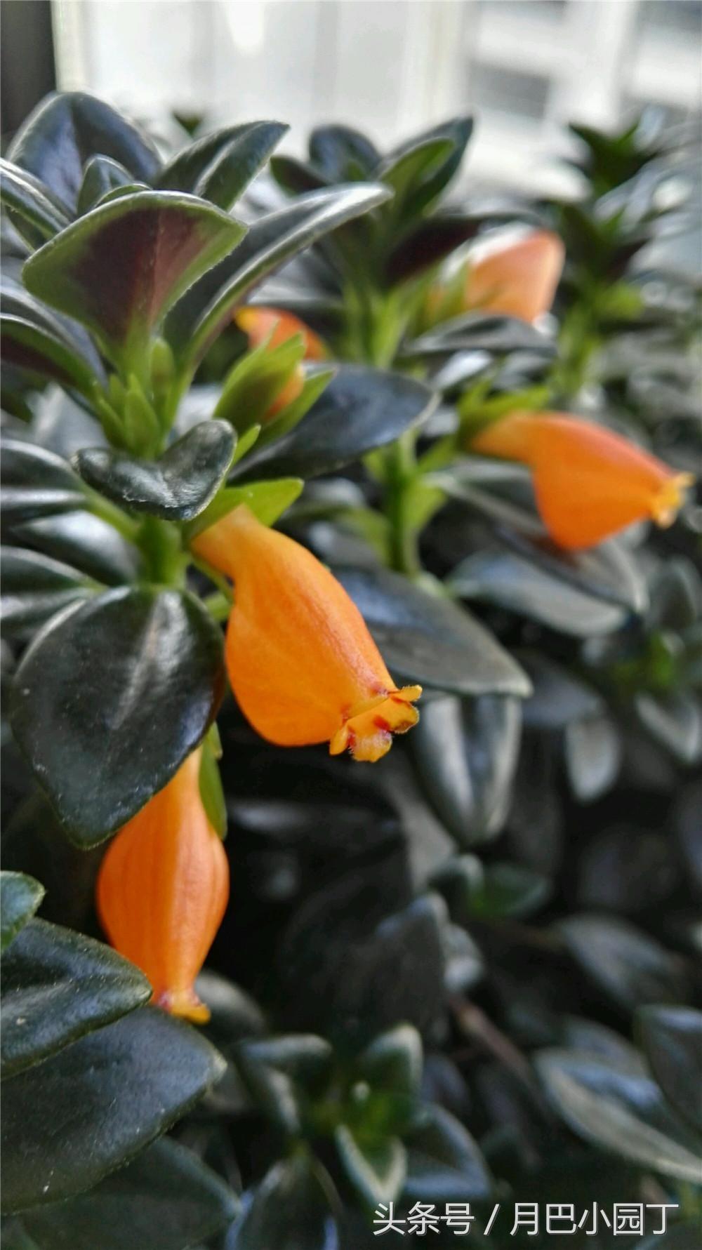 金鱼吊兰正确养法爆盆最快,金鱼吊兰几月开花结实好养