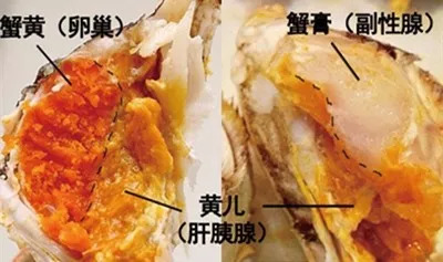 蟹黄蟹膏到底是蟹的什么器官,蟹黄和蟹膏是螃蟹的什么器官