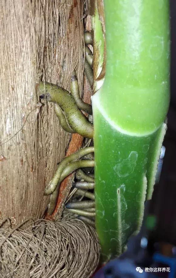 塑料瓶加点树皮，垒起来养成了绿萝树，发疯猛长叶宽20厘米！