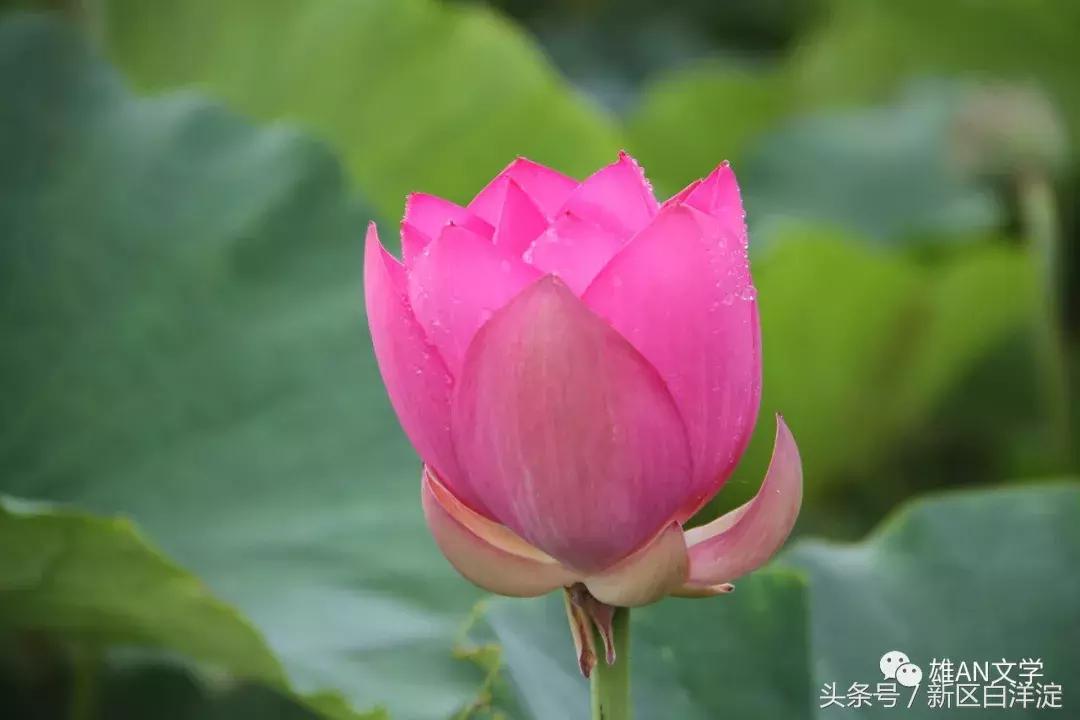 水好，荷美，景更好，人更美——主席是这样看白洋淀的