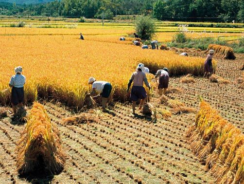一亩种小麦和水稻能投入多少钱,种植一亩水稻利润有多少
