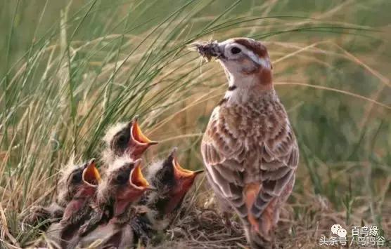 老野历程一路走来的胡说八道汇总