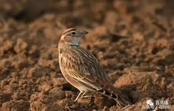 老野历史,老野是怎么火的