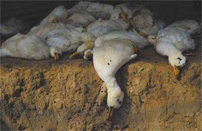 鸭瘟病最佳治疗方法,鸭瘟怎么治疗最佳方法