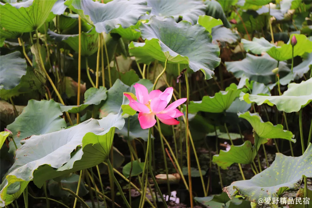 杭州3天2夜｜西子湖畔，脚步丈量这座底蕴深厚的城-爱野精品民宿