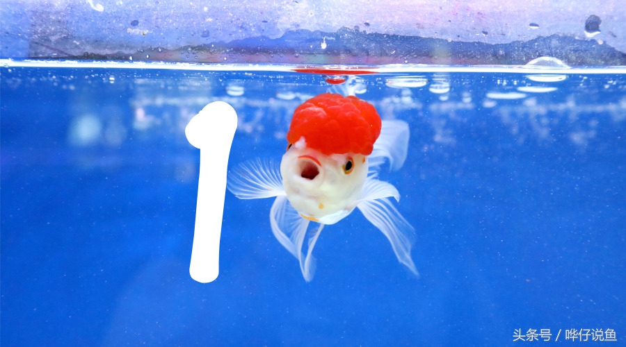 观赏鱼正确的养法图解,观赏鱼喂食换水最佳时间