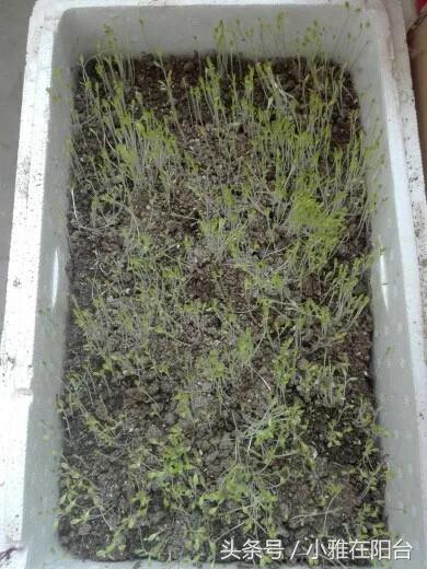 自己种菜如何让菜长得快,种菜小妙招简单长势好