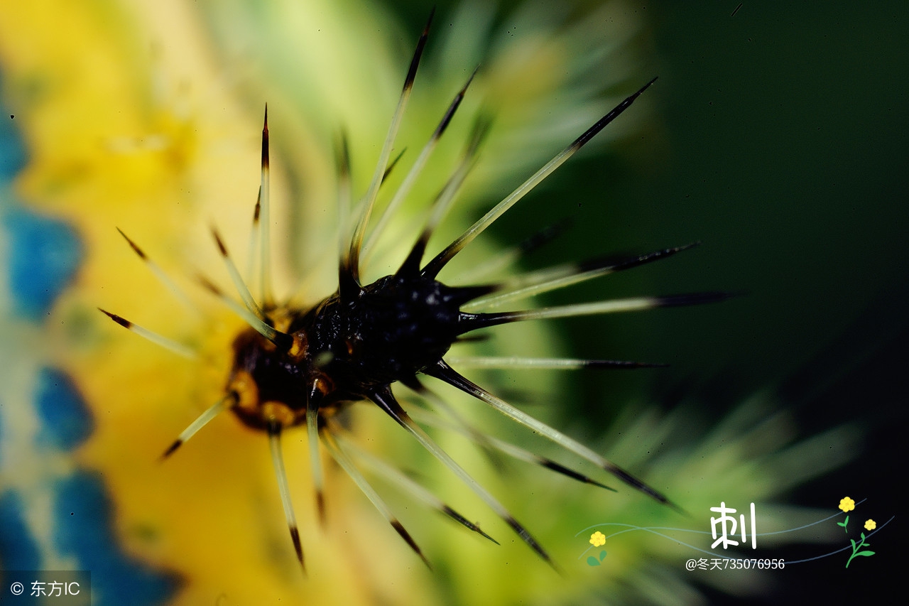 被洋辣子蛰了怎么治,被洋辣子蛰的快速解决办法