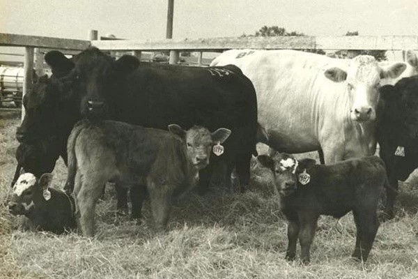 老鼠药差点毒死全村,老鼠药毒不死人