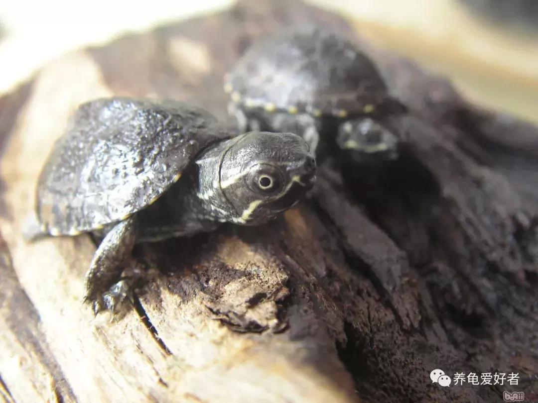 别让你的爱成为伤害,别让你的爱被当作借口