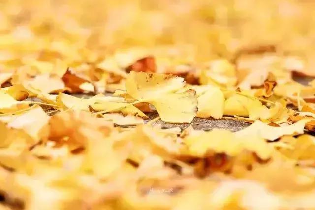 国内最美的十大海滨城市,国内最撩人的20个金秋童话