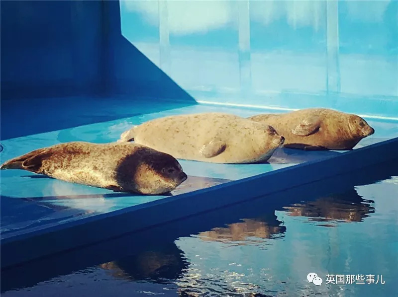 没有干劲的废柴海豹，只要心中有床，在哪里都可以豹睡个爽啊……