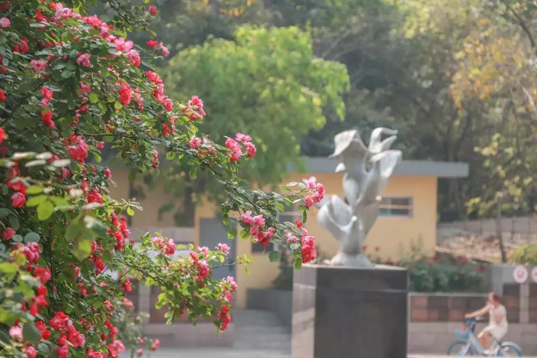 青白江凤凰盛景航拍,青白江凤凰新城最新视频