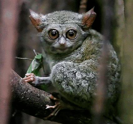 人体哪个部位让你，忍不住伸出舌头，想舔……｜从5500万年前说起