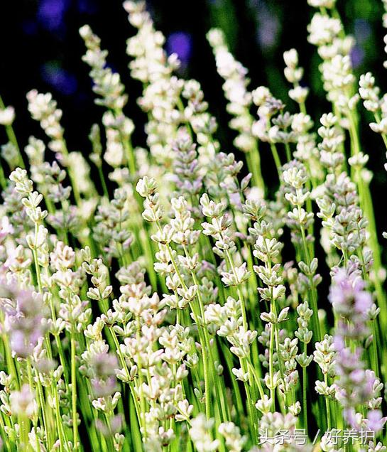 南方适合种什么品种的衣草,薰衣草品种及图片欣赏大全